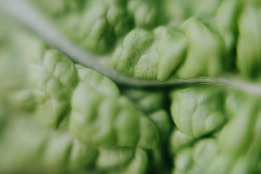 macro photography of green plant, leaf, close up, vein, pattern HD wallpaper
