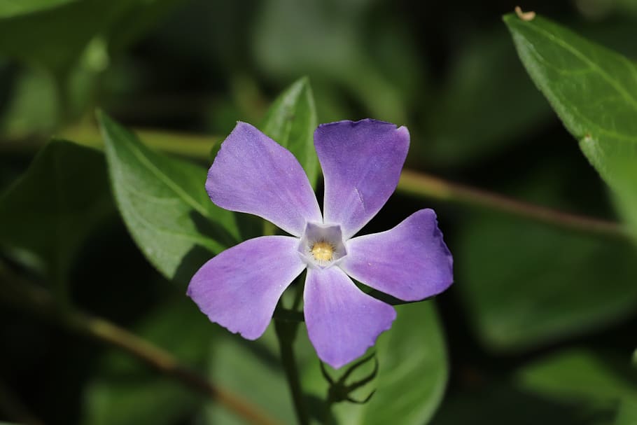 blue, yellow, flower, macro, nature, garden, green vine, flowering plant HD wallpaper