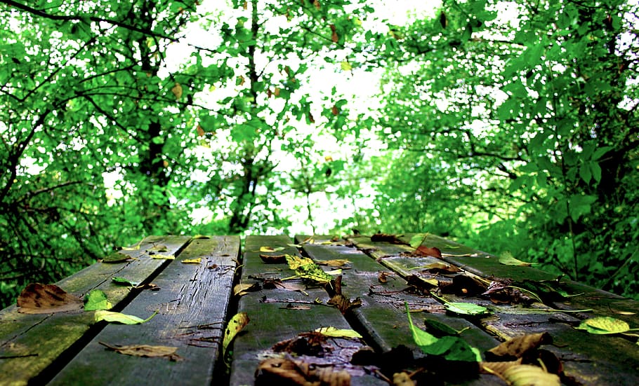 bench, leaf, wood, nature, forest, green, colors, tree, plant HD wallpaper