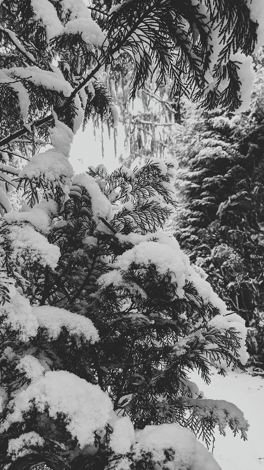 tree, snow, plant, cold temperature, winter, nature, day, no people HD wallpaper