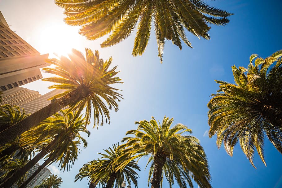 Sunny Bottom View of High Tropical Palms, beach, hot, nature, HD wallpaper