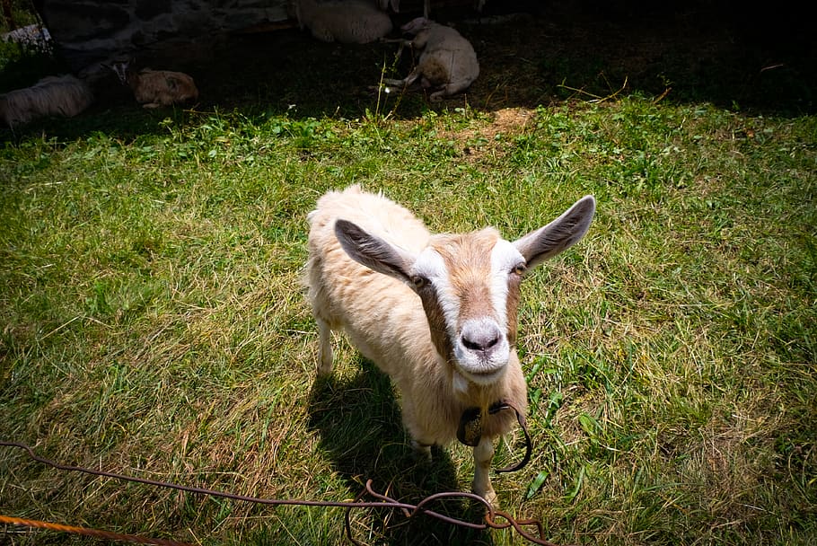 animal, animals, sheep, mammal, animal themes, domestic animals HD wallpaper