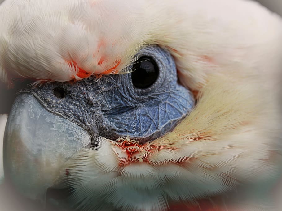 parrot, bird, eye, macro, close up, cage, caught, animal themes HD wallpaper