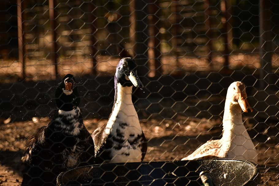 vertebrate, animal themes, bird, no people, cage, group of animals HD wallpaper