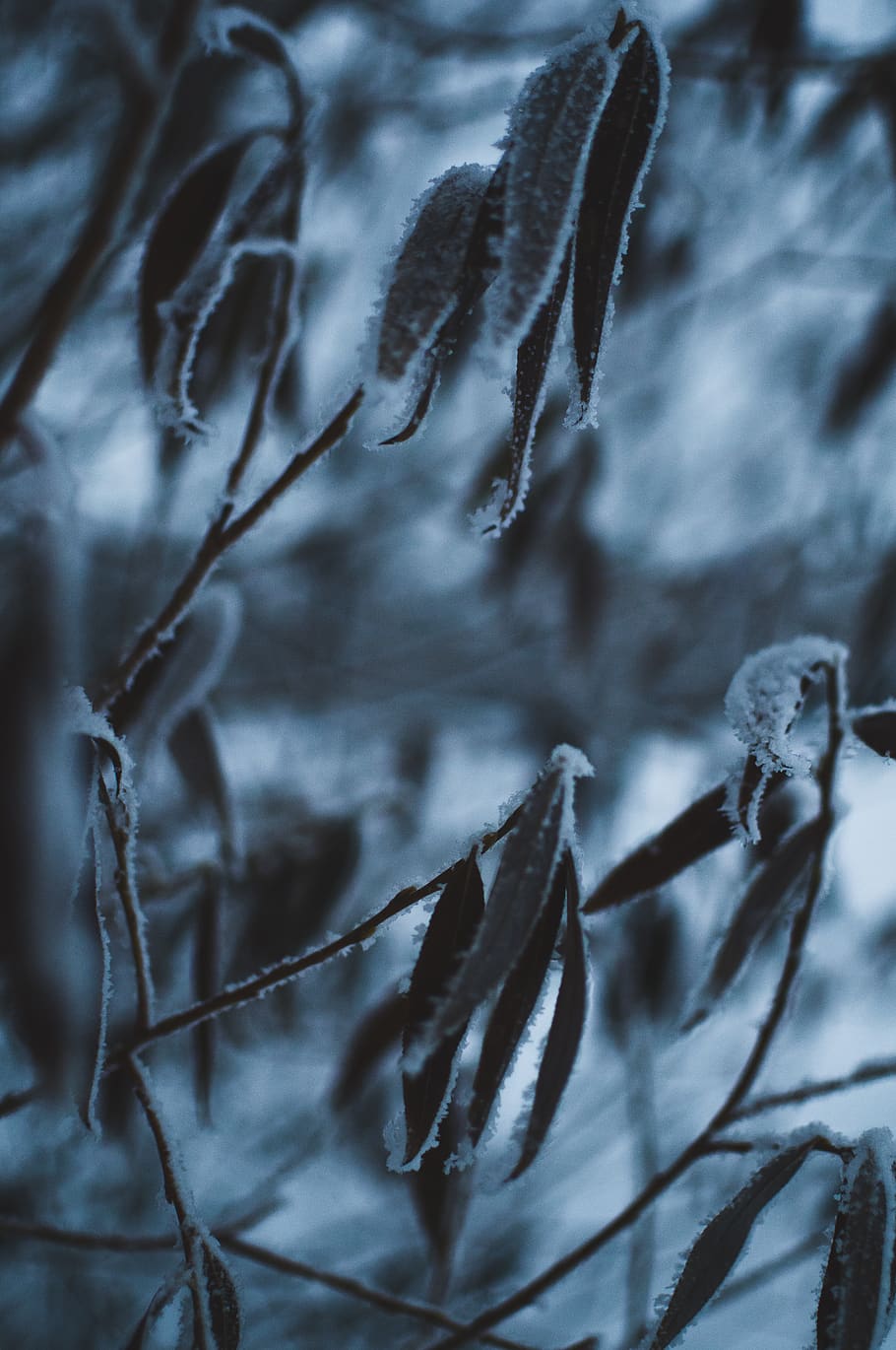 plant, winter, cold temperature, close-up, focus on foreground HD wallpaper