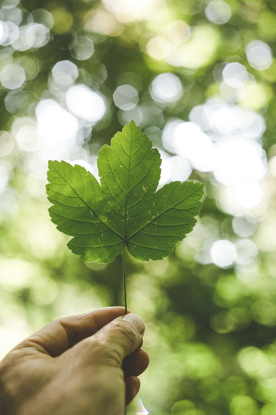 Person Holding Green Palmate Leaf With Bokeh Background, backlight HD wallpaper