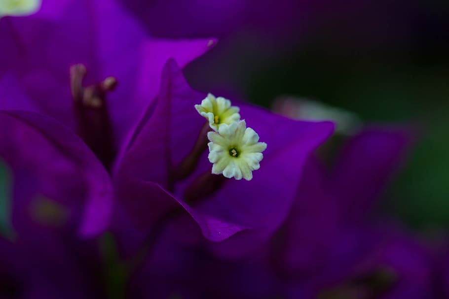 flower, violet, petals, flowering plant, freshness, beauty in nature HD wallpaper