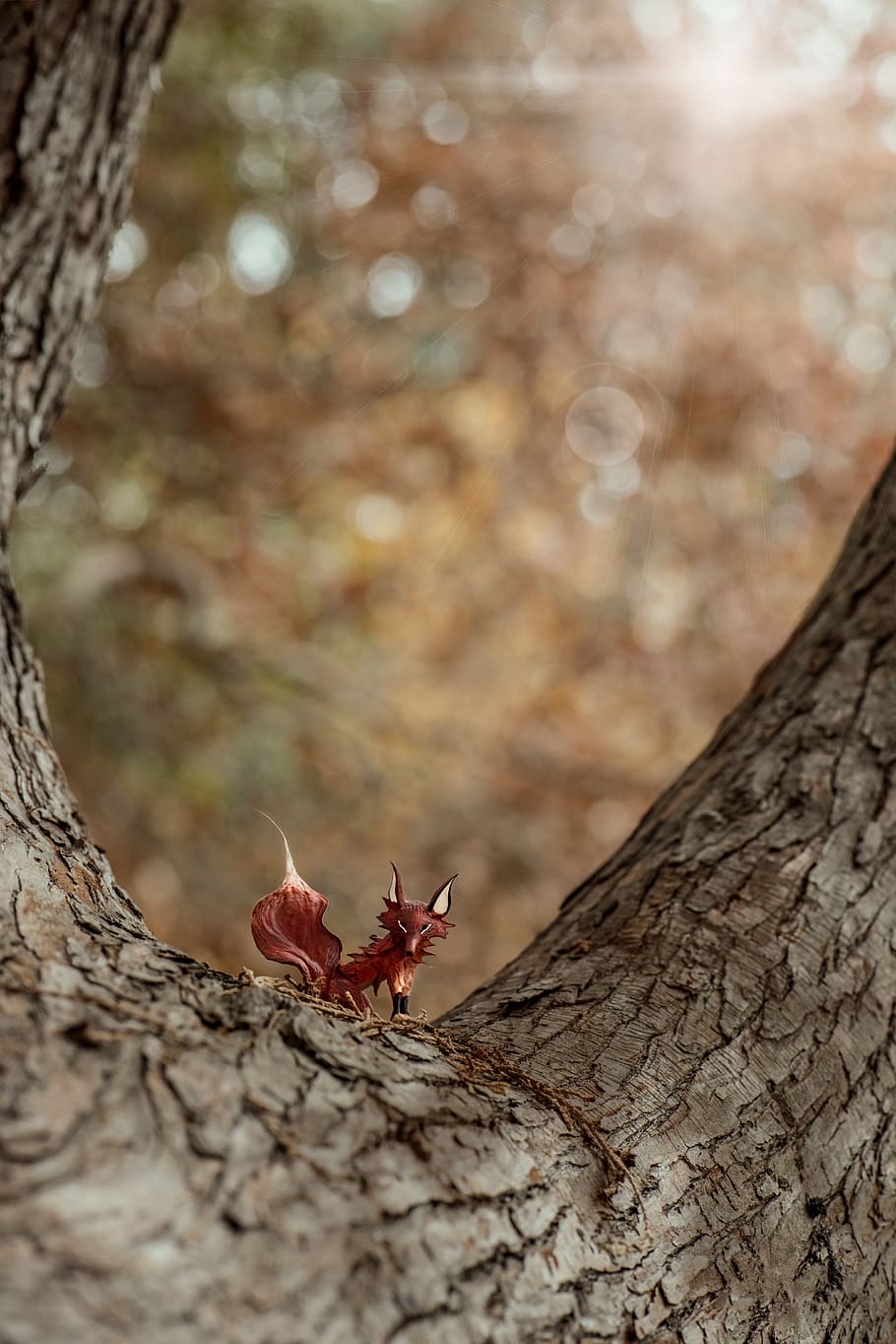 fox, trees, forest, trunk, tree trunk, plant, nature, selective focus HD wallpaper