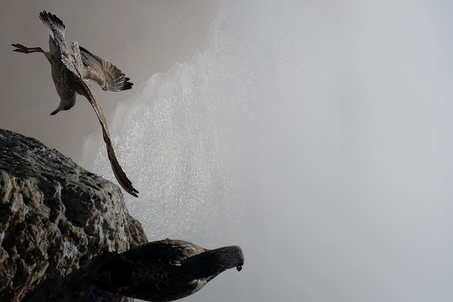 two birds on ledge, rock, flight, seagull, sea bird, ocean, coast HD wallpaper