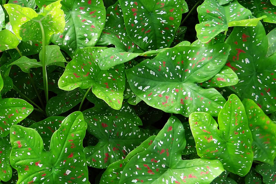 Green Heart Shaped Leaf Plant, backyard, caladium, garden, leaves