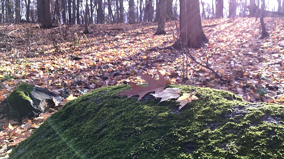 trees, forest, moss, leaves, leaf, sunshine, rocks, nature HD wallpaper