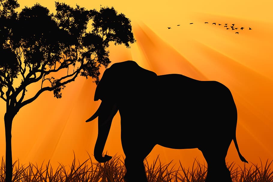 elephant, sunset, silhouette, dawn, nature, tree, birds, animal themes HD wallpaper