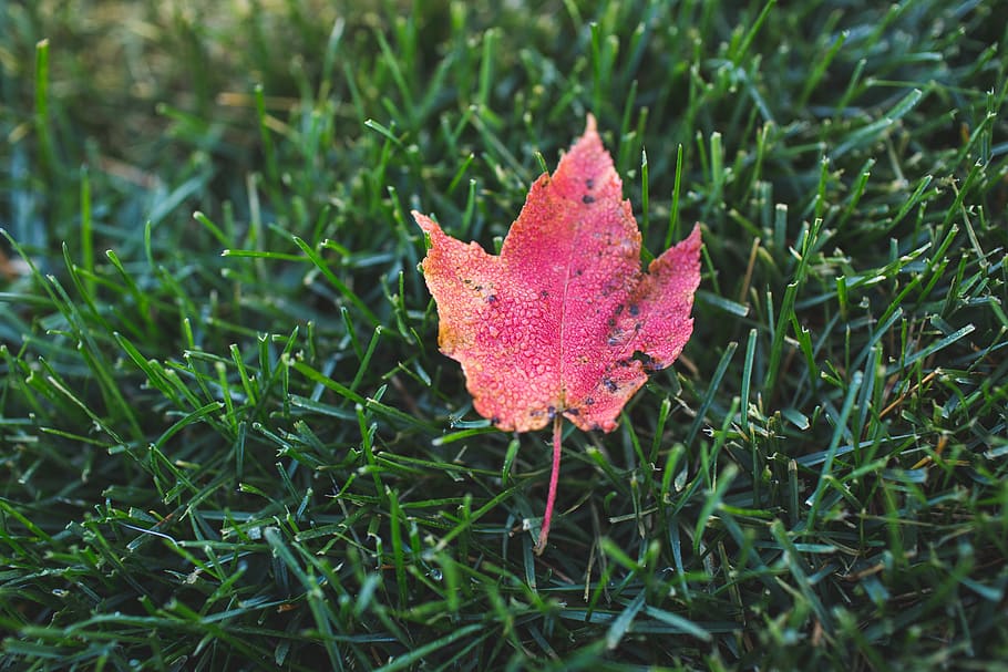 maple leaf, fall, autumn, green, grass, nature, outdoors, plant HD wallpaper