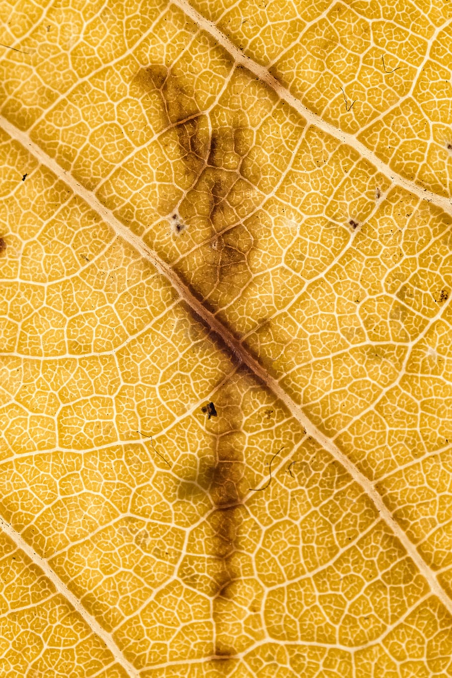texture, life, tree, line, yellow texture, fall, autumn, nature HD wallpaper