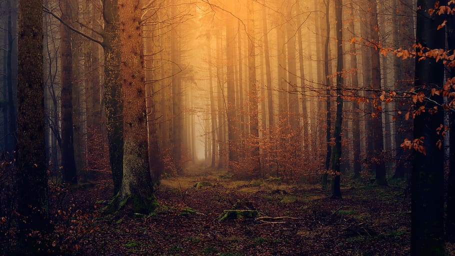 Photo of Forest During Fall, branches, eerie, environment, fog HD wallpaper
