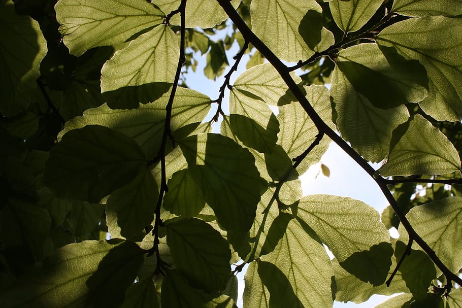 sun, shadow, leaves, forest, tree, green, plant part, leaf HD wallpaper