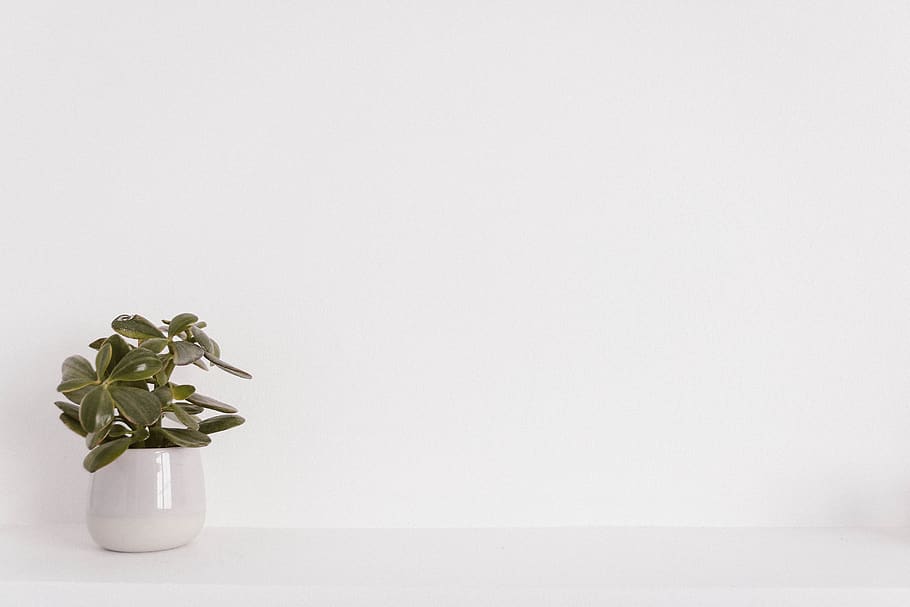 Green Potted Plant on White Ceramic Vase, color, design, flora