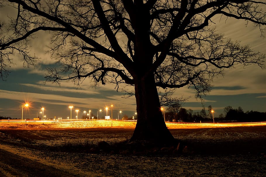 sweden, trees, night, light, lights, road, light trail, nature HD wallpaper