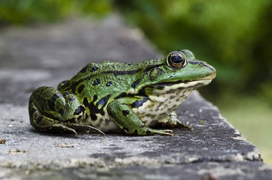 frog, close up, green, animal themes, one animal, animals in the wild HD wallpaper