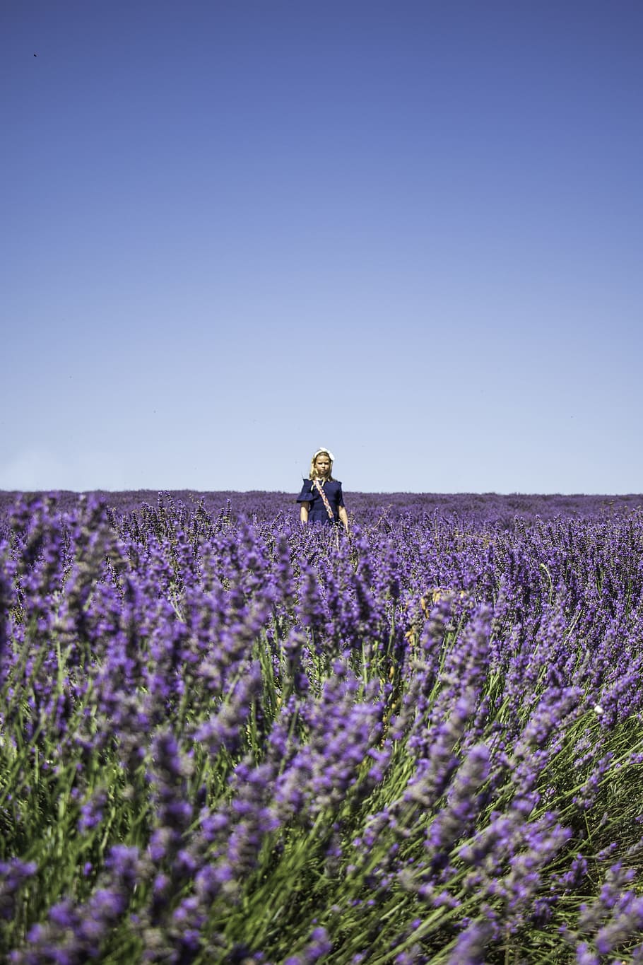 person standing in lavender field, girl, blue sky, outdoor, child, HD wallpaper