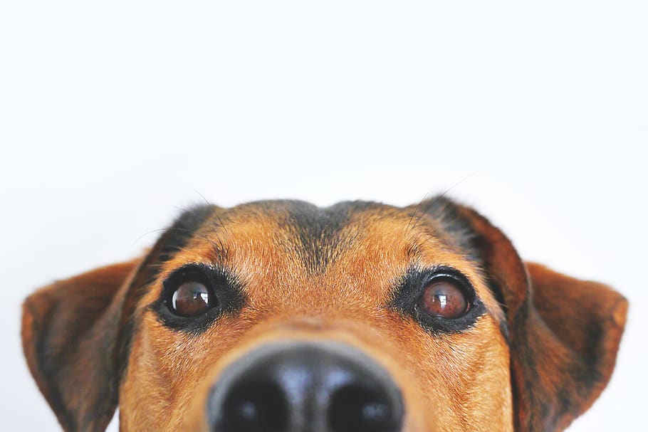 Dog peeking 1080P, 2K, 4K, 5K HD wallpapers free download | Wallpaper Flare