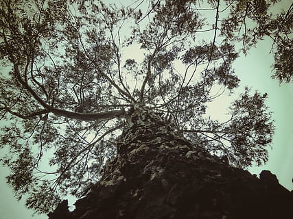 ethiopia, addis ababa, tree, plant, low angle view, sky, nature HD wallpaper
