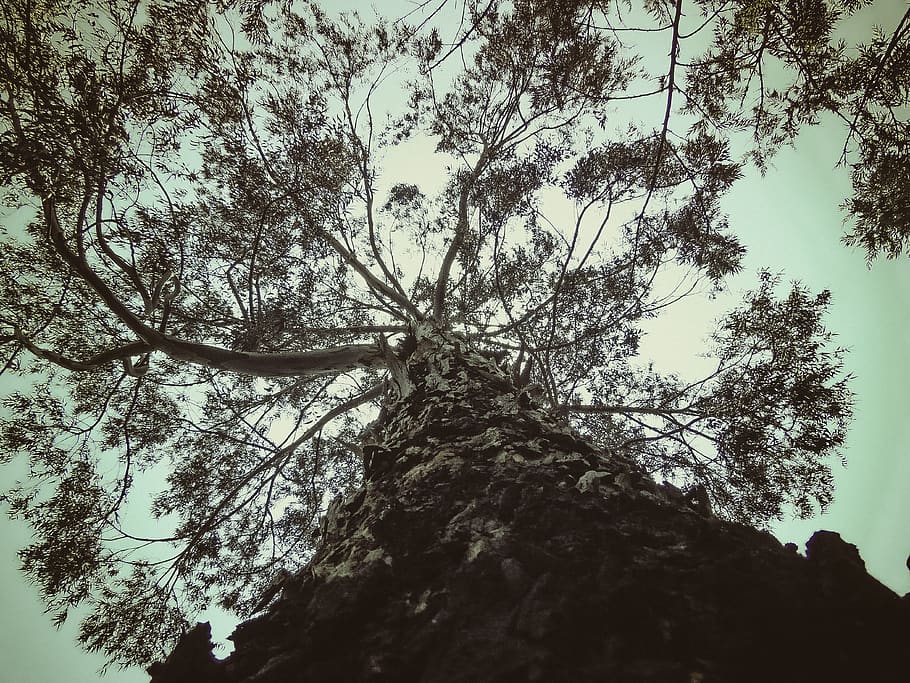ethiopia, addis ababa, tree, plant, low angle view, sky, nature HD wallpaper