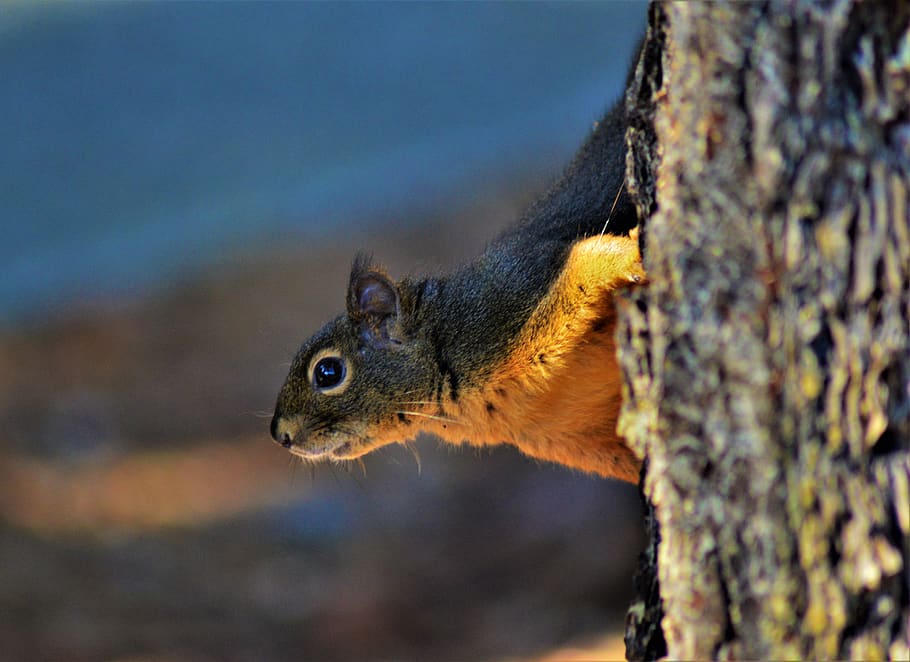 chipmunk, tree, animal, one animal, animal themes, animal wildlife HD wallpaper
