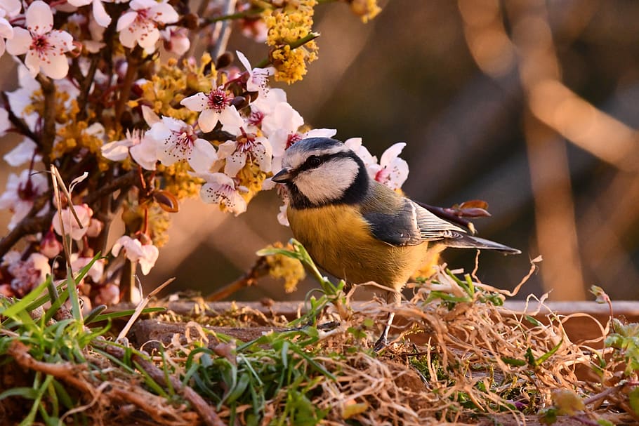 spring, blue tit, bloom, colors, bird, animal themes, animal wildlife HD wallpaper