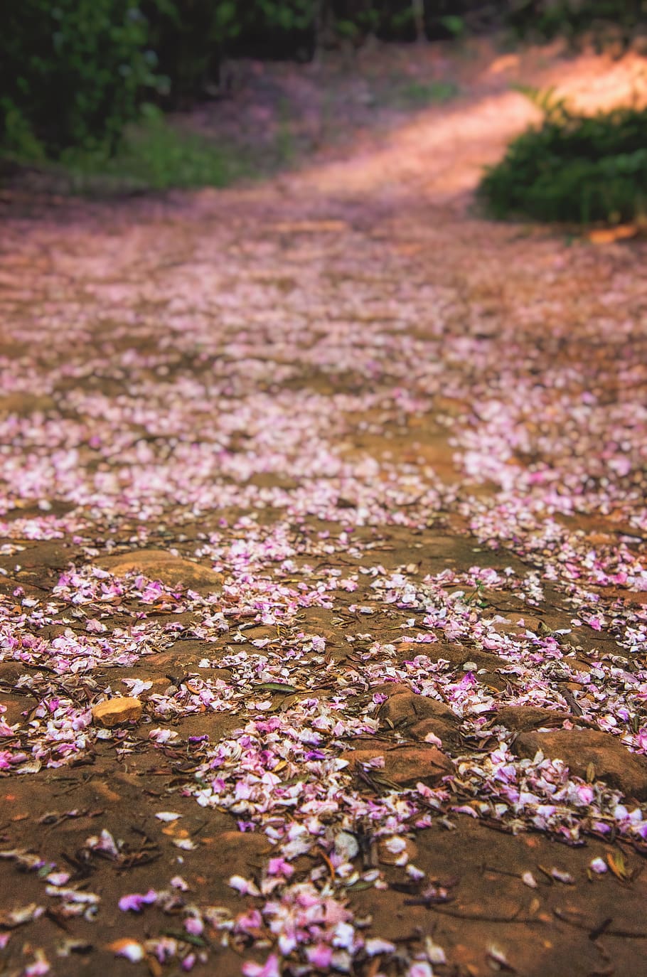 path, petals, pink, forest, woodland, walk, nature, bloom, floral HD wallpaper