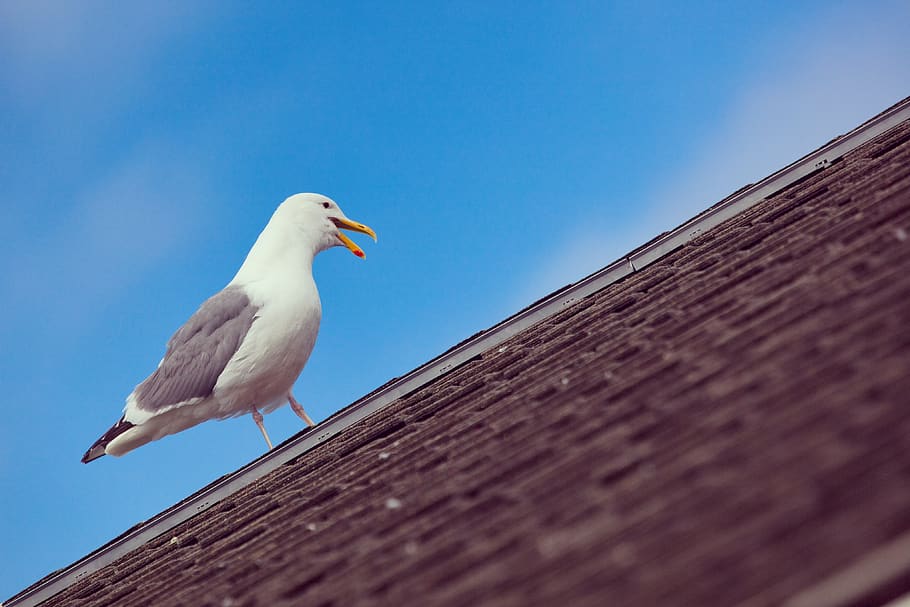 seagull perched on hose roof, animal, bird, beak, oregon coast hwy HD wallpaper