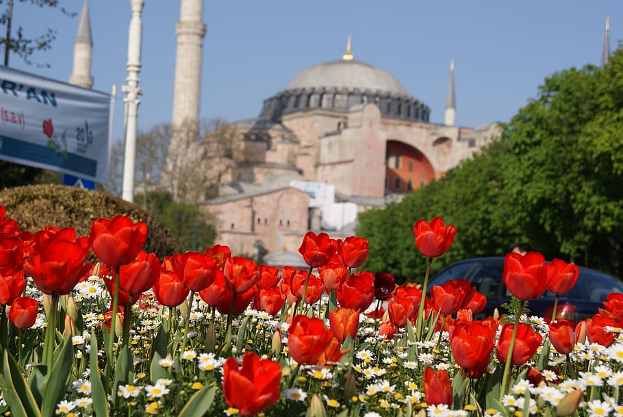 turkey, hagia sophia museum, flowers, istanbul, tulip, tulips, HD wallpaper