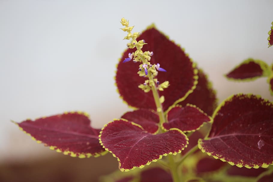 flower, hd background, nature, leaf, tree, plant, beauty in nature HD wallpaper