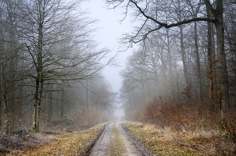 path, forest, winter, fog, trees, nature, landscape, wood, trail HD wallpaper