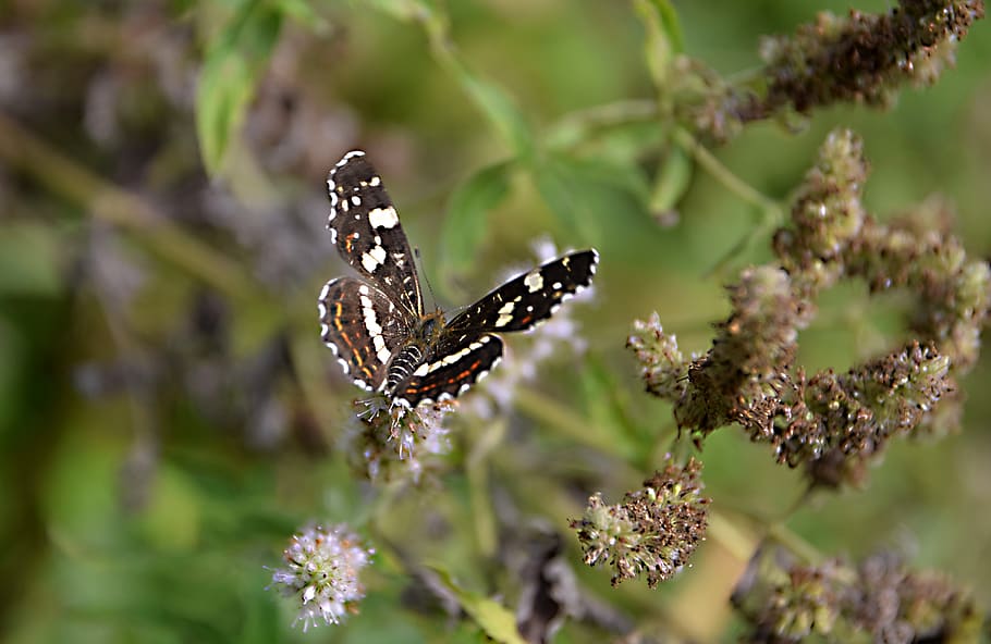 butterfly, insects, flower, meadow, close-up, summer, nature HD wallpaper