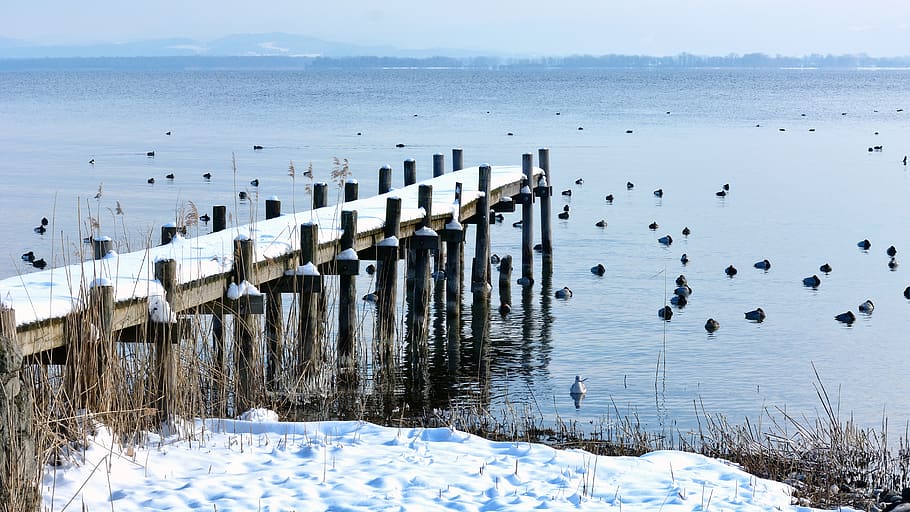 Birds on Body of Water, cold, ducks, pier, sea, season, snow HD wallpaper