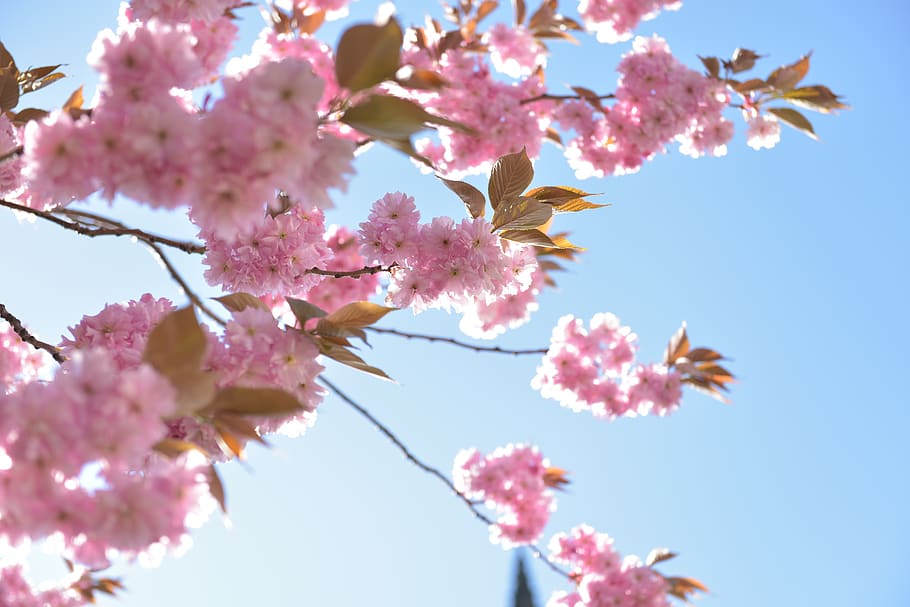 cherry blossom tree, plant, flower, bird, animal, spring, petal HD wallpaper