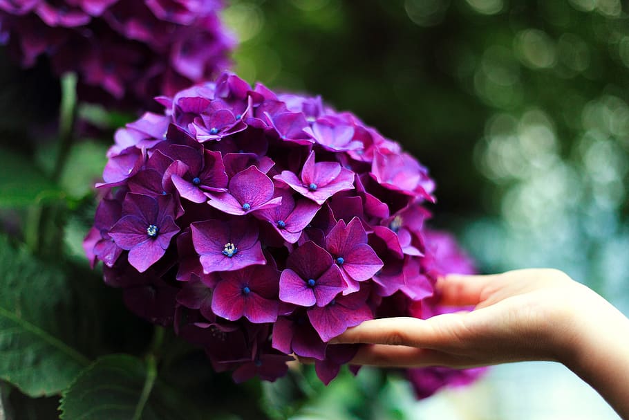 violet, flower, petal, bloom, nature, plant, garden, hand, human hand HD wallpaper
