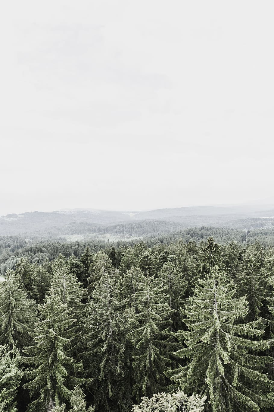 aerial photography of pine trees, landscape, cloud, hill, fog HD wallpaper