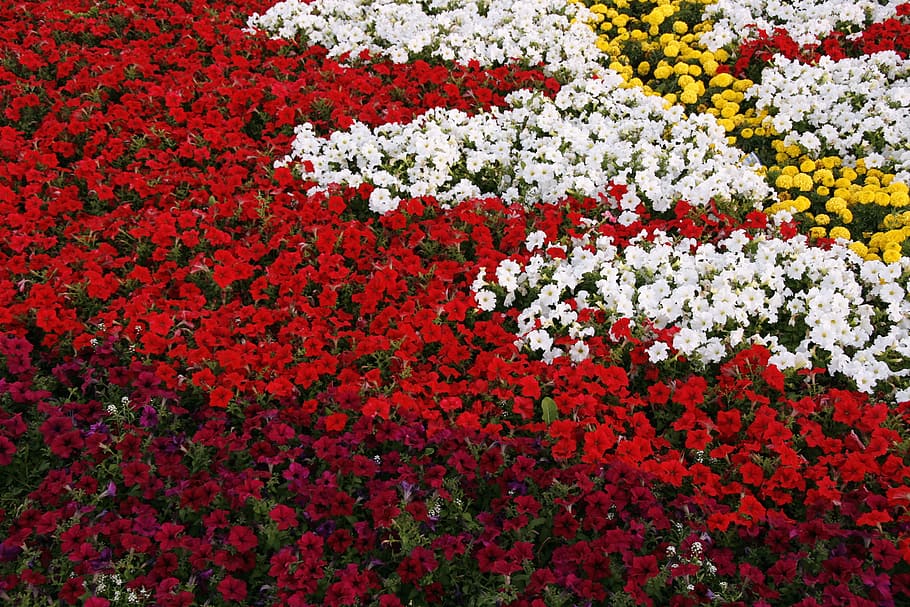 background, beautiful, bloom, colorful, floral, flower, petal HD wallpaper
