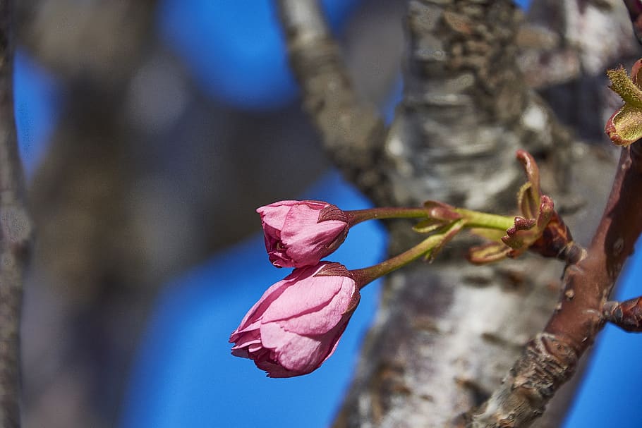 cherry, flower, rosa, branch, flowers, flowering, plant, nature HD wallpaper