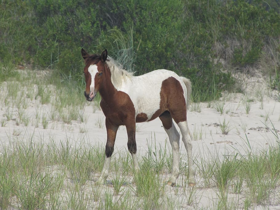 HD wallpaper: horse, wild, assateague island, virginia, beach, wildlife ...