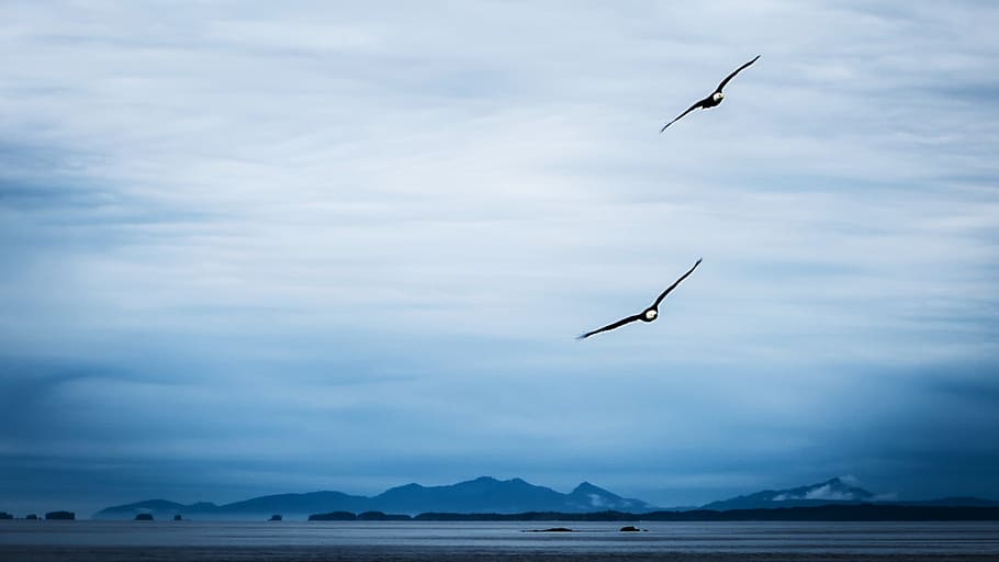 bald eagle, approach, alaska, abendstimmung, pacific, clouds HD wallpaper