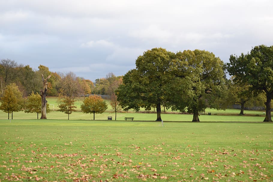 green, landscape, park, trees, plant, grass, beauty in nature HD wallpaper