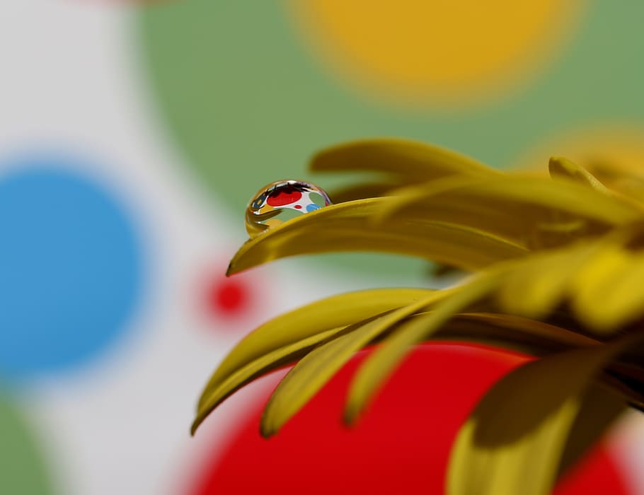 drops, water, macro, flower, refractive, petals, yellow, close-up HD wallpaper