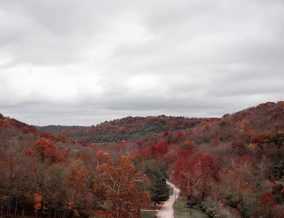trees, lake, forest, fall, colors, foliage, seasons, hills HD wallpaper