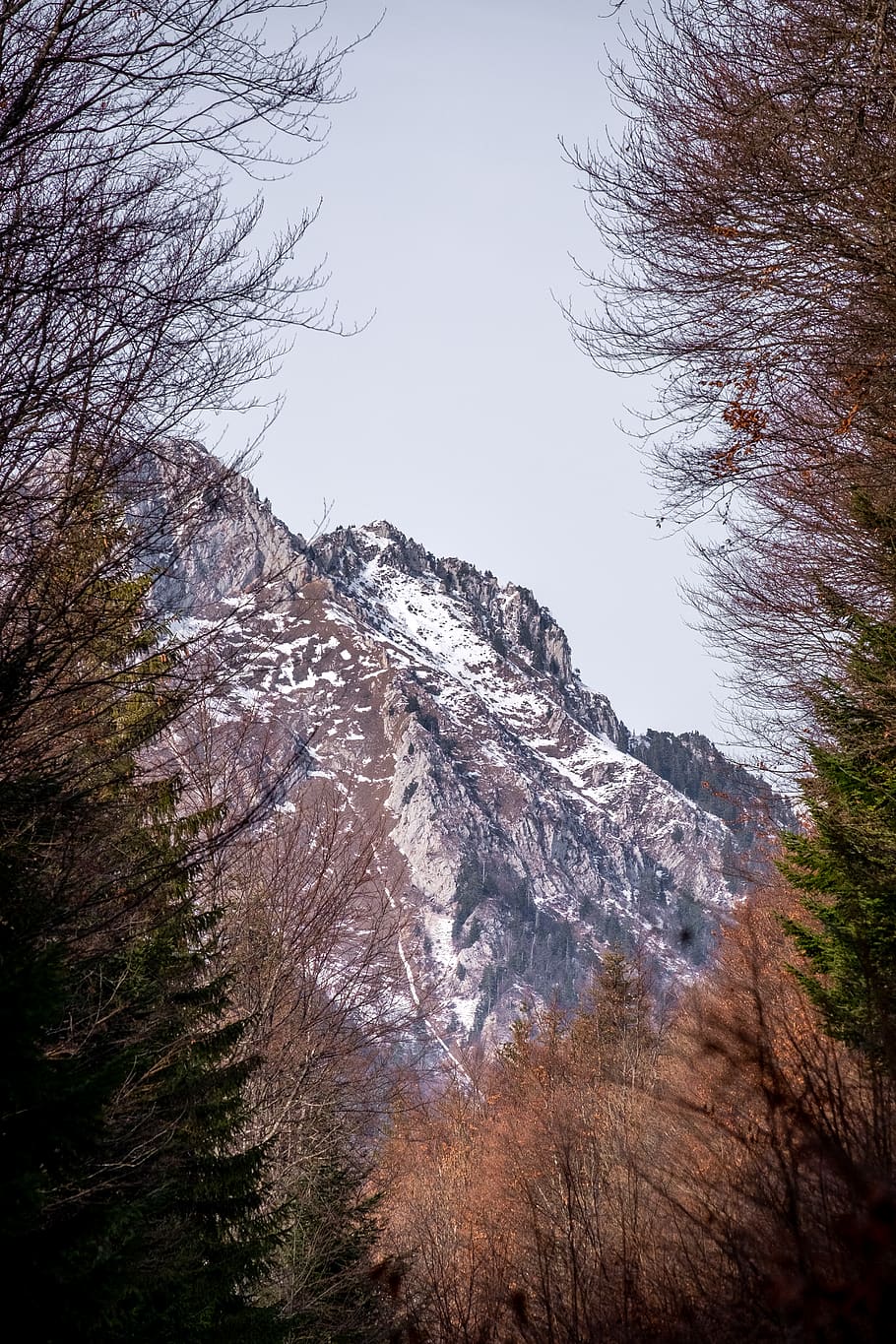 icy mountain scnery, plant, tree, fir, abies, conifer, aillon-le-jeune HD wallpaper