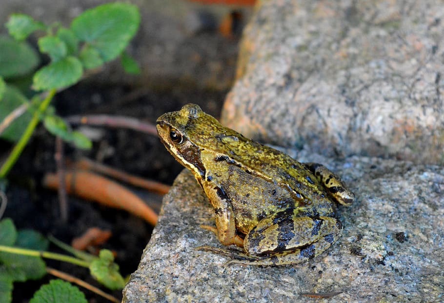frog, jumping frog, animal, stone, nature, close up, animal themes HD wallpaper