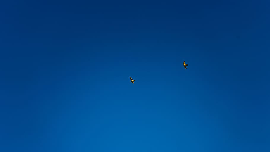 birds, sky, blue, copy space, clear sky, flying, low angle view HD wallpaper