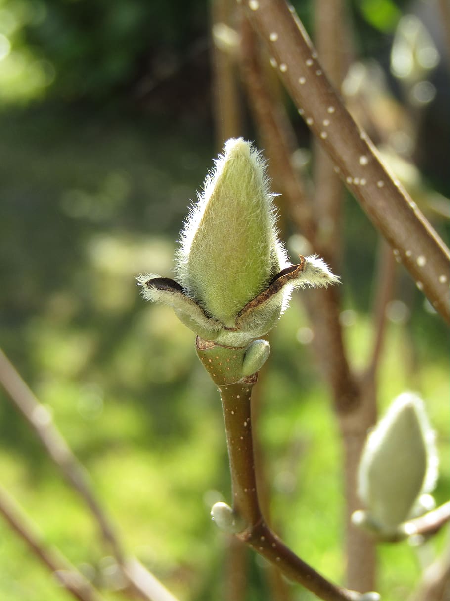 magnolia, bud, spring, nature, garden, close up, plant, growth HD wallpaper